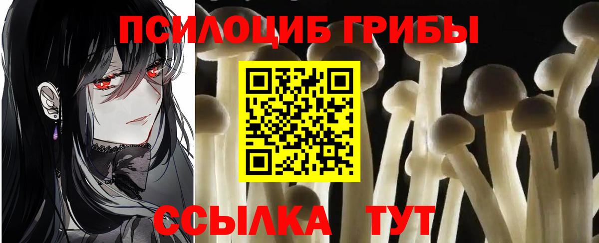 Галлюциногенные грибы Cubensis  купить наркоту  Тайшет  Вход с VPN 